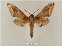 白點天蛾 藏品圖，第1張