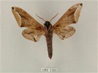 白點天蛾 藏品圖，第2張