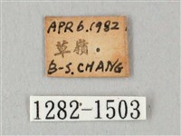 白點天蛾 藏品圖，第3張