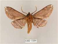 井上氏絨毛天蛾藏品圖，第2張