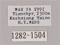 井上氏絨毛天蛾藏品圖，第3張