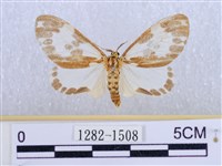 後凸蝶燈蛾藏品圖，第1張