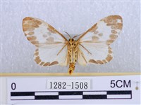 後凸蝶燈蛾藏品圖，第2張