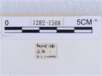 後凸蝶燈蛾藏品圖，第3張