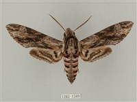 蝦殼天蛾藏品圖，第1張