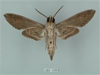 蝦殼天蛾藏品圖，第2張