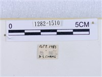 閃光苔蛾藏品圖，第3張