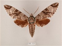 粗斜紋天蛾藏品圖，第1張