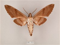 粗斜紋天蛾藏品圖，第2張