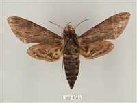 蝦殼天蛾藏品圖，第1張