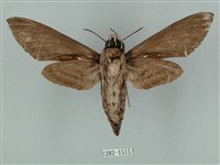 蝦殼天蛾藏品圖，第2張