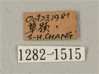 蝦殼天蛾藏品圖，第3張