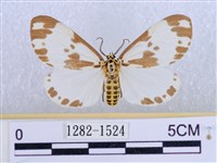 後凸蝶燈蛾藏品圖，第1張