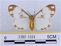 後凸蝶燈蛾藏品圖，第2張