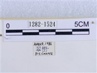 後凸蝶燈蛾藏品圖，第3張