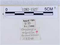 閃光苔蛾藏品圖，第3張