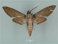 蝦殼天蛾藏品圖，第2張