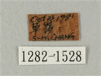 蝦殼天蛾藏品圖，第3張