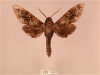 白星天蛾藏品圖，第1張