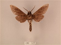 白星天蛾藏品圖，第2張