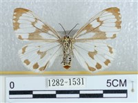 粉蝶燈蛾藏品圖，第2張