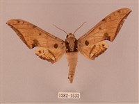 裂斑鷹翅天蛾藏品圖，第1張