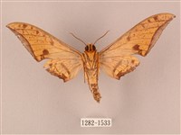 裂斑鷹翅天蛾藏品圖，第2張