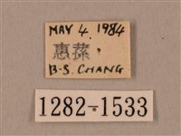 裂斑鷹翅天蛾藏品圖，第3張