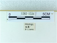 粉蝶燈蛾藏品圖，第3張