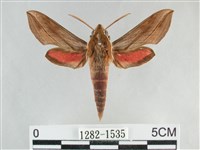 後紅斜線天蛾藏品圖，第1張