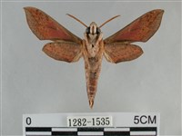 後紅斜線天蛾藏品圖，第2張