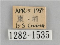 後紅斜線天蛾藏品圖，第3張