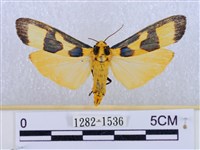 閃光苔蛾藏品圖，第1張