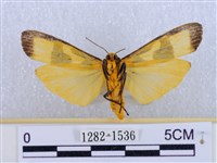 閃光苔蛾藏品圖，第2張