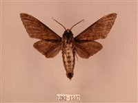 白星天蛾藏品圖，第2張