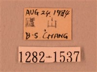 白星天蛾藏品圖，第3張