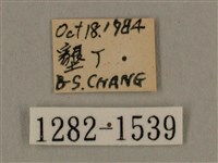 叉帶長喙天蛾藏品圖，第3張