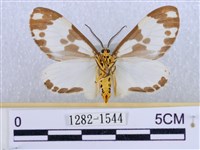 後凸蝶燈蛾藏品圖，第2張