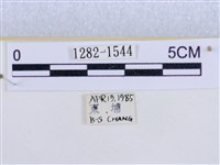 後凸蝶燈蛾藏品圖，第3張