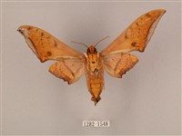 裂斑鷹翅天蛾藏品圖，第2張