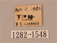 裂斑鷹翅天蛾藏品圖，第3張