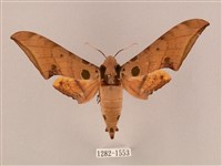 裂斑鷹翅天蛾藏品圖，第1張