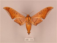 裂斑鷹翅天蛾藏品圖，第2張