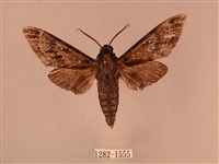 白星天蛾藏品圖，第1張