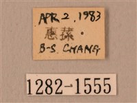 白星天蛾藏品圖，第3張