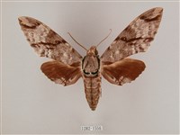 粗斜紋天蛾藏品圖，第1張