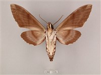 粗斜紋天蛾藏品圖，第2張