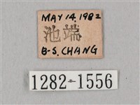 粗斜紋天蛾藏品圖，第3張