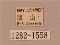 裂斑鷹翅天蛾藏品圖，第3張