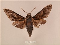 白星天蛾藏品圖，第1張